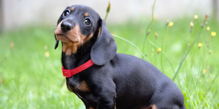 las razas de caninos mas aconsejables para vivir en apartamentos