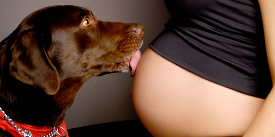 precauciones al vivir con animales domesticos en el embarazo
